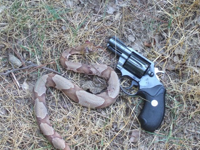 http://thetruthaboutguns.com/wp-content/uploads/2011/08/Colt-n-dead-Copperhead-courtesy-Roy-Hill-for-The-Truth-About-Guns.jpg