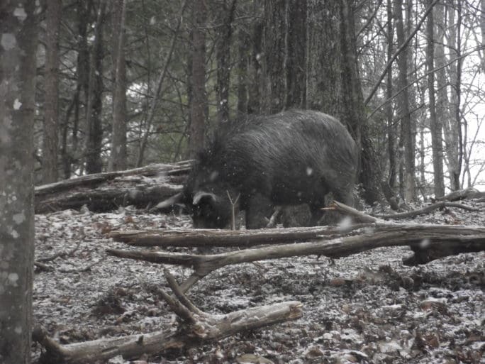 Shot Placement: Hogs, Hogs, Hogs - The Truth About Guns