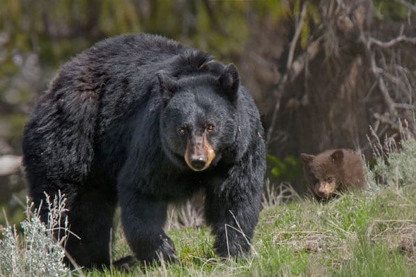 A New Mexico Bear Attack Finally Stopped With a GLOCK 10mm Pistol - The ...