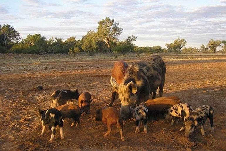 Feral Pigs Invasive Species