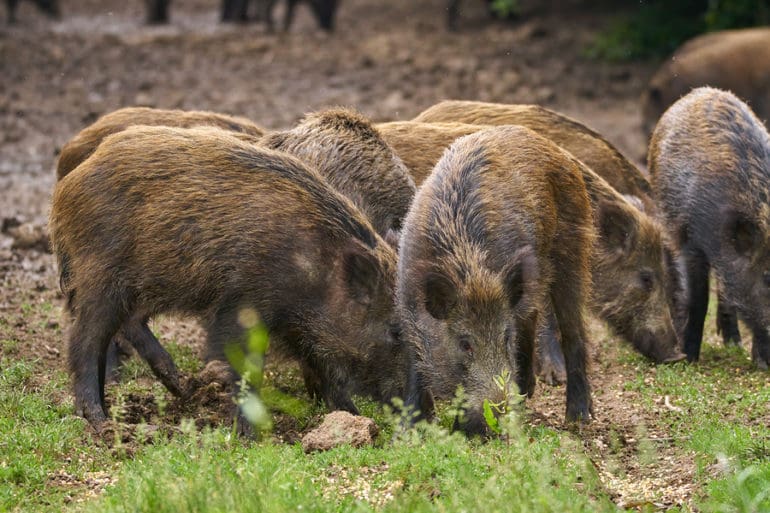 Texas Needs More Hog Hunters: The State Is Losing the Fight Against the ...