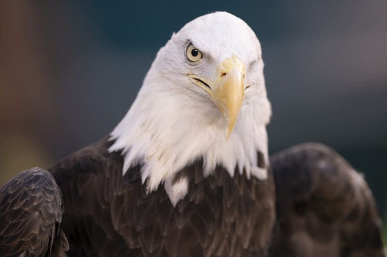 Local Media Use Bald Eagles to Push a False Anti-Hunting, Anti-Gun ...