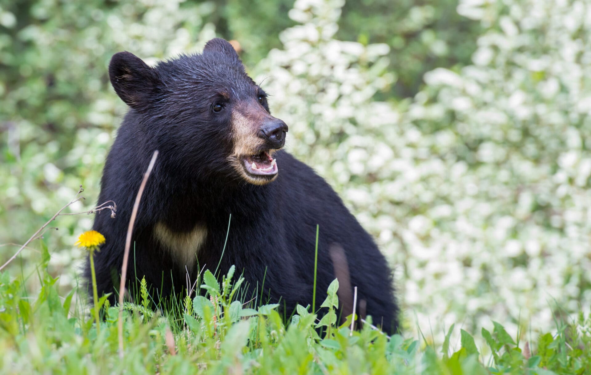 black bear hunt hunting