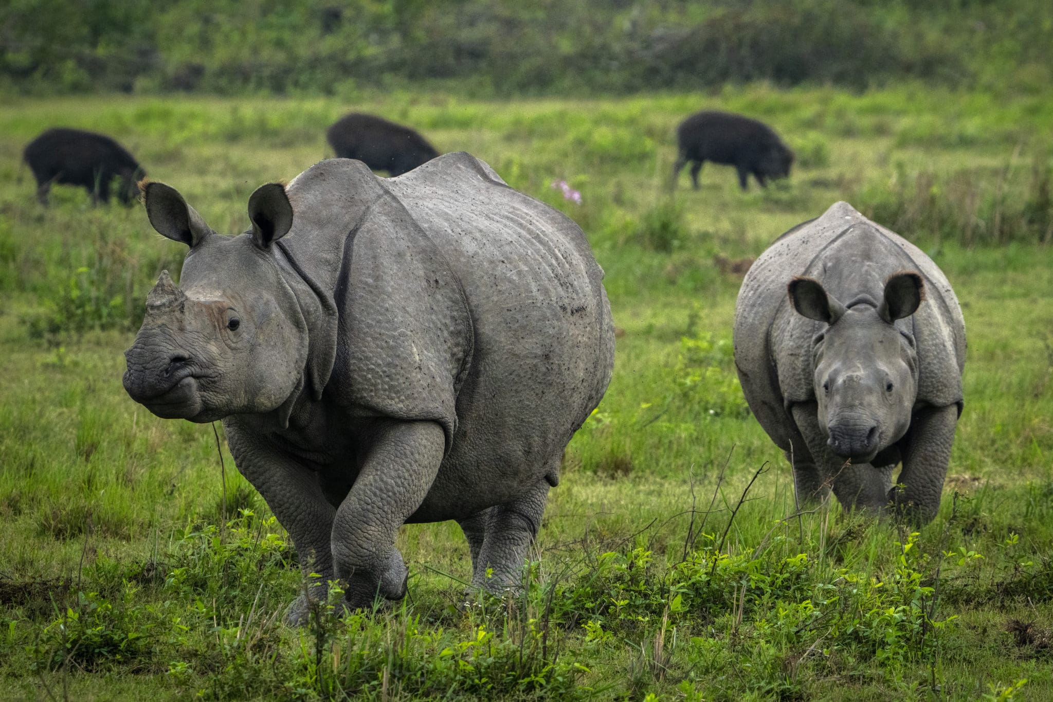 Men With Guns and Mud Mounds Keep Rare One-Horn Rhinos Safe From ...